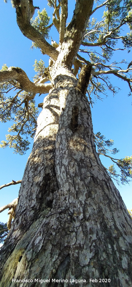 Pino de las Cruces - Pino de las Cruces. Tronco