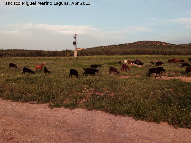 Era de las Torrecillas - Era de las Torrecillas. Cabras pastando delante de la era