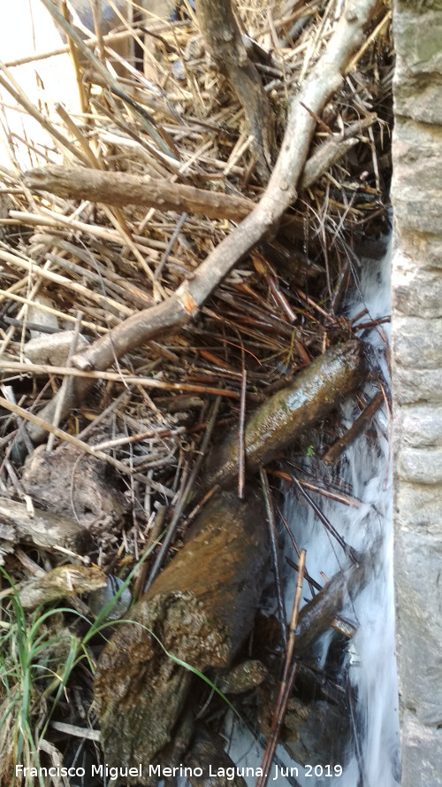 Presa de Casas Nuevas - Presa de Casas Nuevas. Tapn de ramas que se ha formado entre los molinos