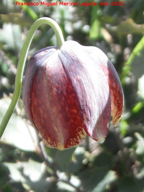 Meleagria - Meleagria. Collado de los Jardines - Santa Elena