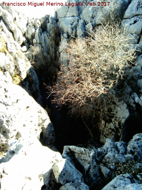 Sima del Aznaitn de Albanchez - Sima del Aznaitn de Albanchez. 