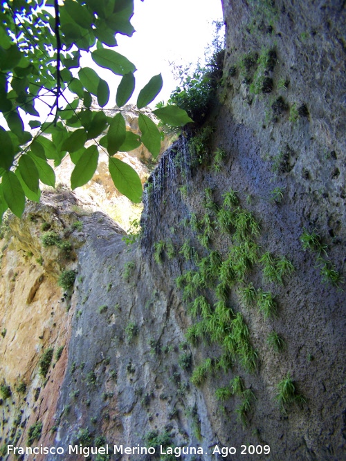 Sendero de Huelga Utrera a Poyotello - Sendero de Huelga Utrera a Poyotello. Cascada