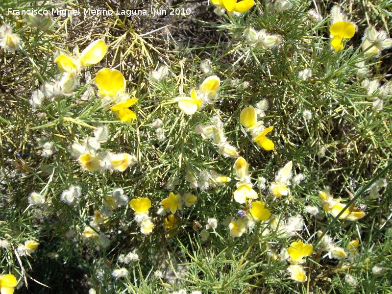 Piorno blanco - Piorno blanco. Camino del moro - Martos