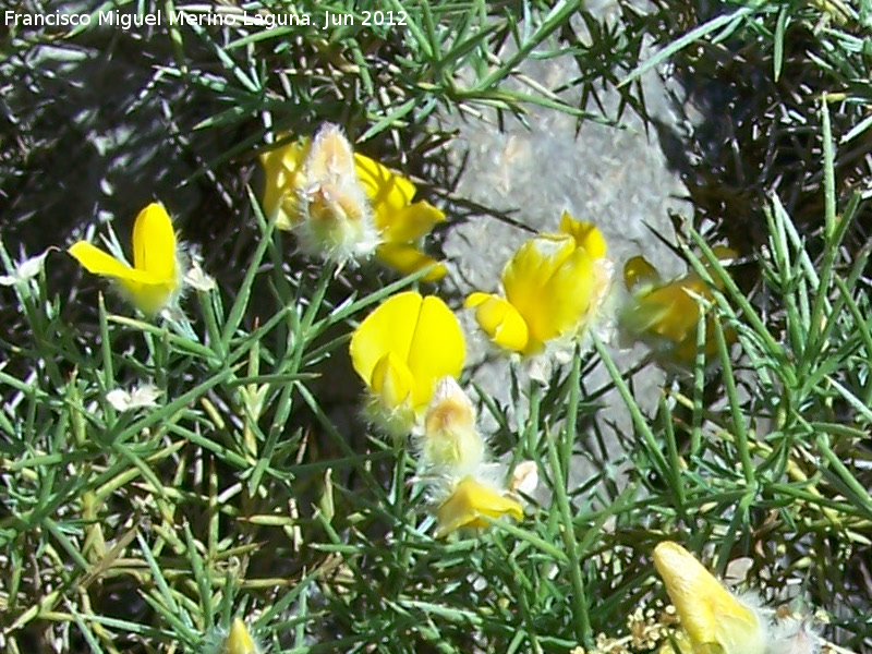 Piorno blanco - Piorno blanco. Majadillas - Valdepeas de Jan