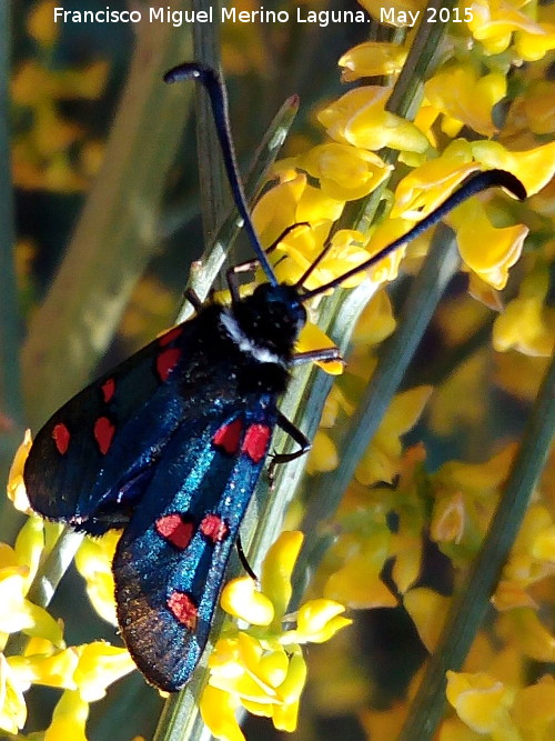 Zigena Gitana - Zigena Gitana. Cabeza Alta - Castillo de Locubn