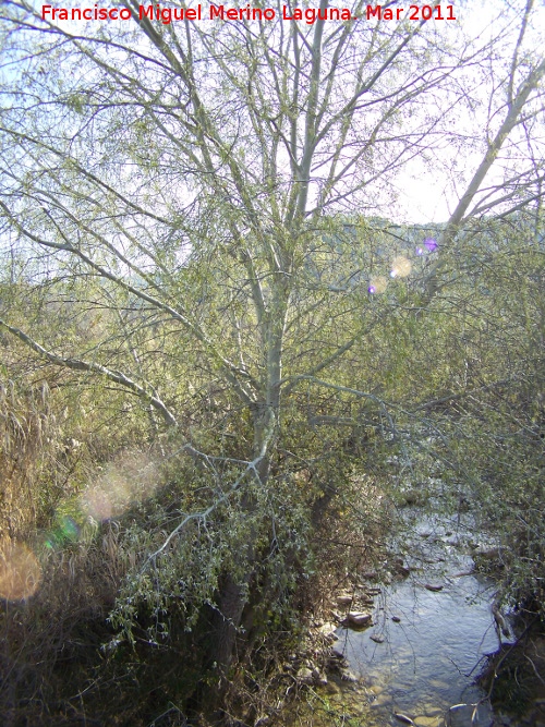 lamo blanco - lamo blanco. Arroyo Salado - Martos