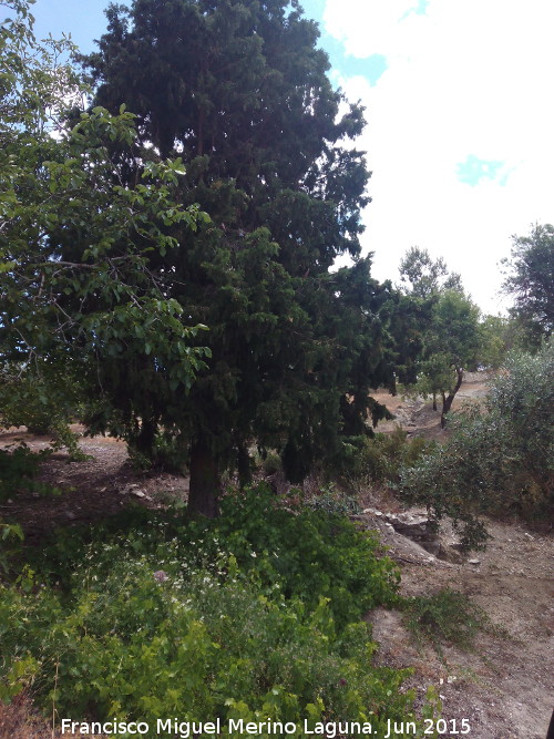 Alberca de los Morteros - Alberca de los Morteros. Ciprs