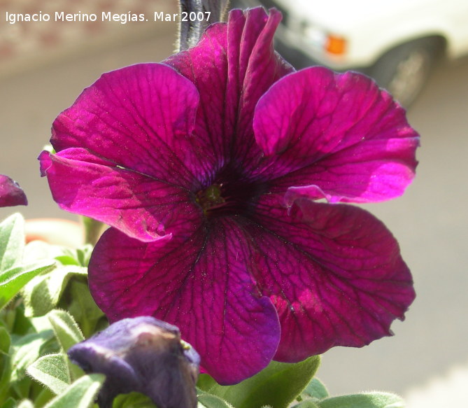 Petunia - Petunia. Navas de San Juan