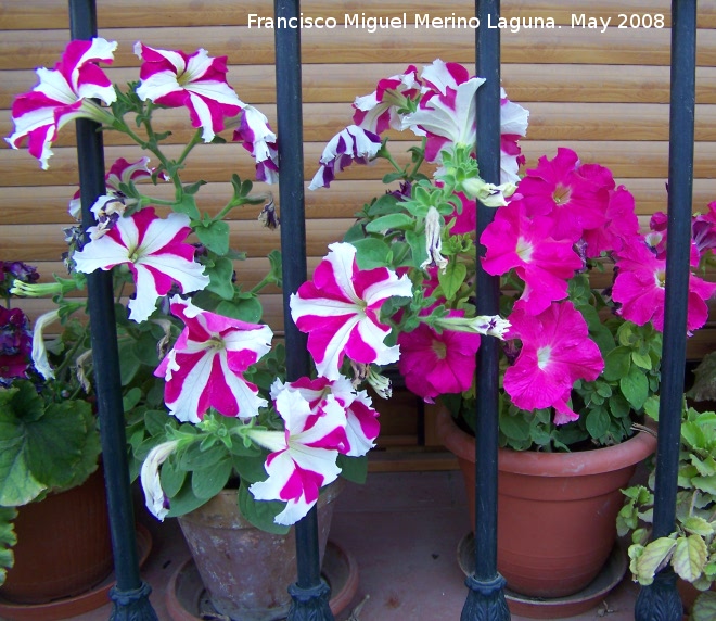 Petunia - Petunia. Navas de San Juan