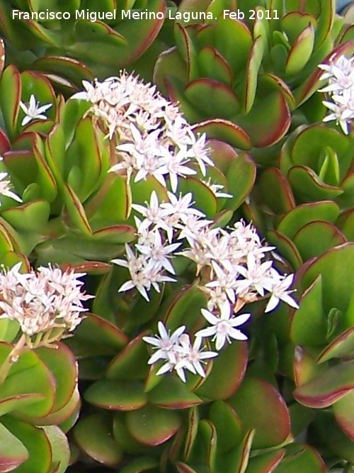 Crsula ovata - Crsula ovata. Tabernas