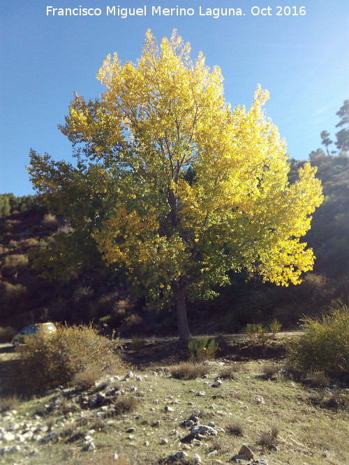 lamo negro - lamo negro. Rambla del Borbotn y los Cuartos, en direccin al Pino Galapn - Segura de la Sierra