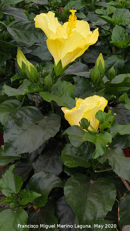 Rosa de China - Rosa de China. Ja�n