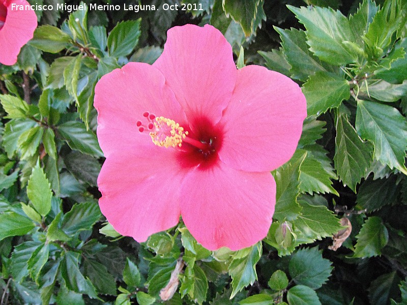 Rosa de China - Rosa de China. Nerja