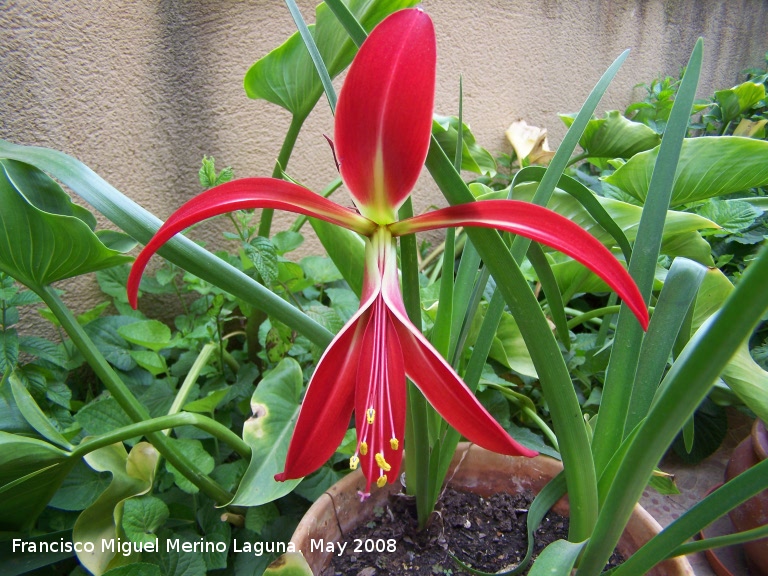 Flor de lis - Flor de lis. Navas de San Juan