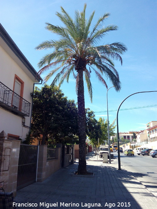 Palmera de la Carretera de Jabalcuz - Palmera de la Carretera de Jabalcuz. 