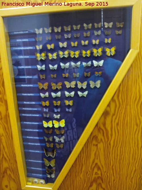 Museo de Almedinilla - Museo de Almedinilla. Mariposas