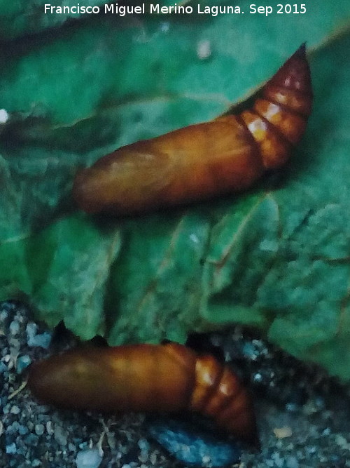 Polilla Colibr - Polilla Colibr. Crislidas. Museo de Almedinilla