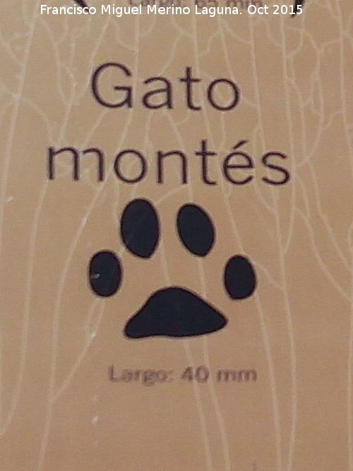 Gato monts europeo - Gato monts europeo. Huella