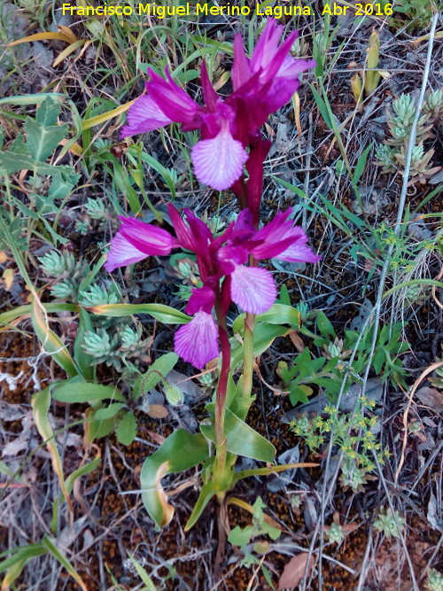 Orqudea Papilonacea - Orqudea Papilonacea. Los Villares