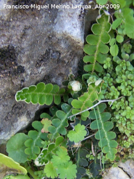 Doradilla - Doradilla. Jan