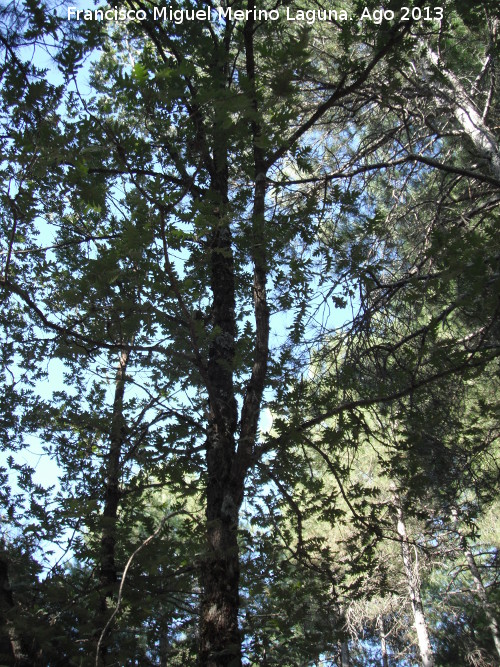 Roble melojo - Roble melojo. Cerro El Morretn - Santiago Pontones