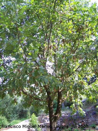 Roble melojo - Roble melojo. Cazorla