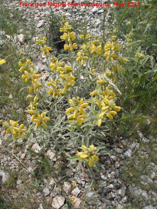 Candilera - Candilera. Serrezuela de Bedmar