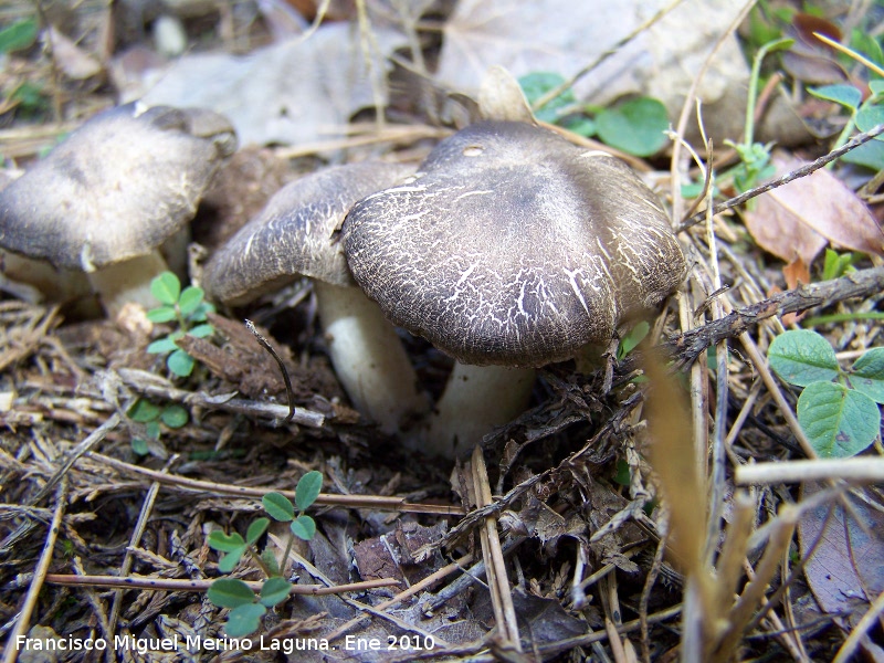 Tricholoma pardinus - Tricholoma pardinus. Quiebrajano - Jan