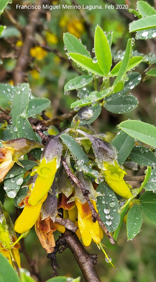 Altramuz del diablo - Altramuz del diablo. Torrequebrada - Rus