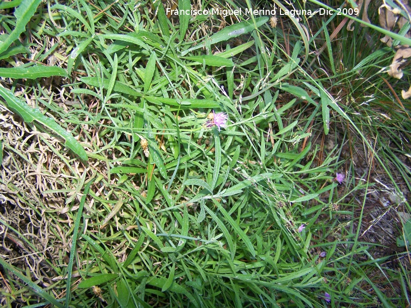 Centaurea tramaladro - Centaurea tramaladro. Villanueva de las Torres