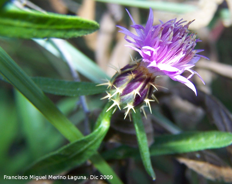 Centaurea tramaladro - Centaurea tramaladro. Villanueva de las Torres