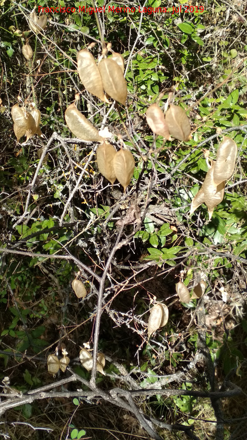 Espantalobos - Espantalobos. La Tinaja - Jan