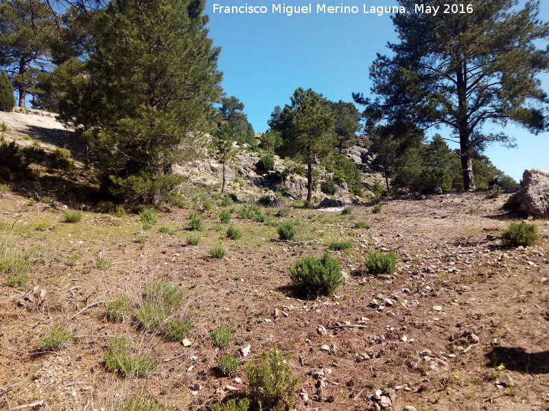 Collado de Linarejos - Collado de Linarejos. 