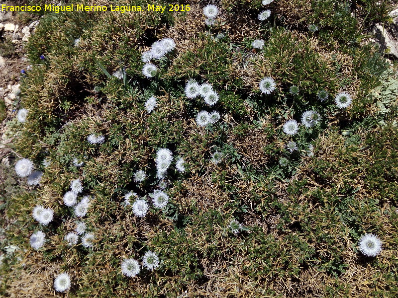 Globularia - Globularia. El Banderillas - Santiago Pontones