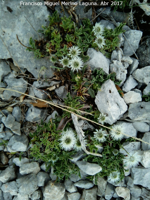 Globularia - Globularia. Castillo Majada Hinojosa - Albanchez de Mgina