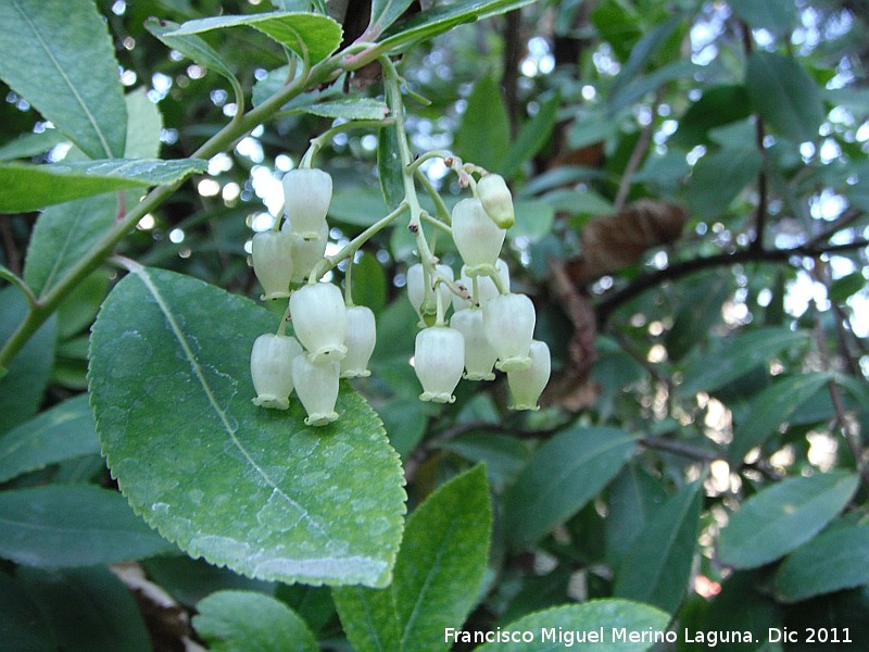 Madroo - Madroo. Flor. Jan