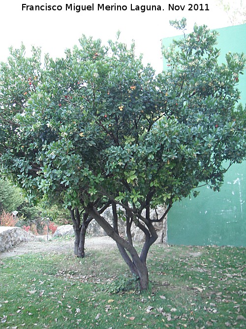 Madroo - Madroo. Parque del Seminario - Jan