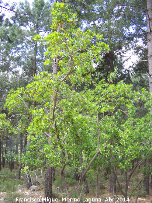 Madroo - Madroo. Sierra de Navalmanzano - Fuencaliente