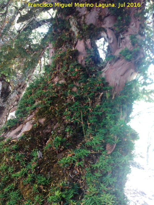 Sendero Tejos Milenarios - Sendero Tejos Milenarios. Uno de los ejemplares de tejo