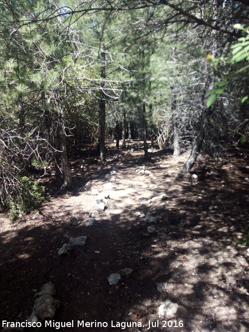 Sendero Tejos Milenarios - Sendero Tejos Milenarios. 