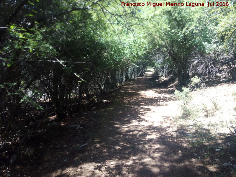 Sendero Tejos Milenarios - Sendero Tejos Milenarios. 