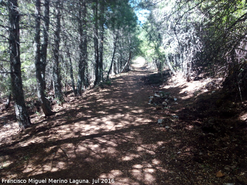 Sendero Tejos Milenarios - Sendero Tejos Milenarios. 