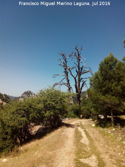 Camino del Poyo de las Palomas - Camino del Poyo de las Palomas. 