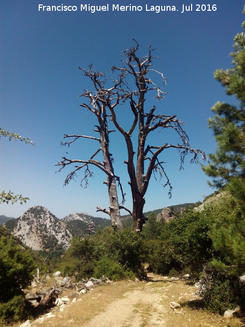 Camino del Poyo de las Palomas - Camino del Poyo de las Palomas. rboles muertos