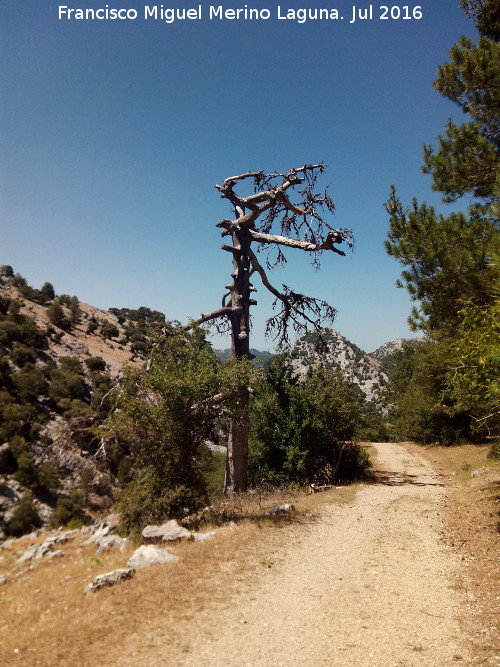 Camino del Poyo de las Palomas - Camino del Poyo de las Palomas. rbol muerto