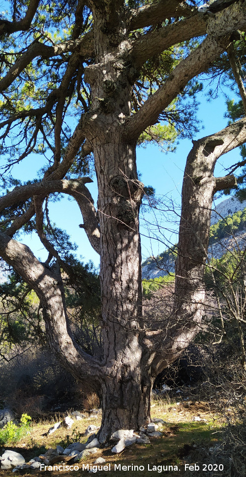 Pino Tridente - Pino Tridente. 