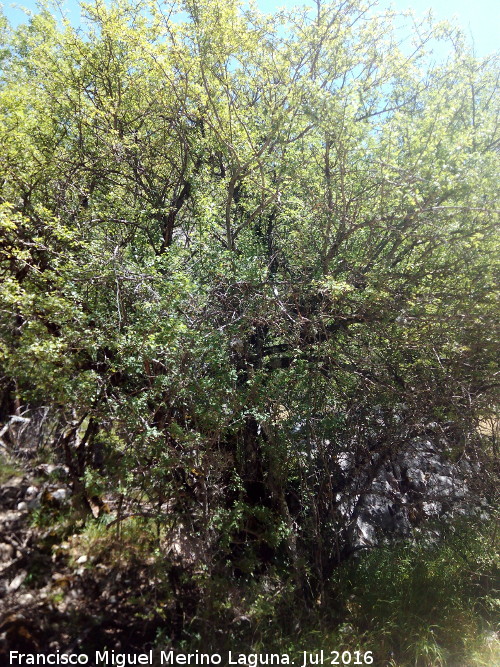 Barranco de la Caada de las Fuentes - Barranco de la Caada de las Fuentes. Ejemplar de majuelo