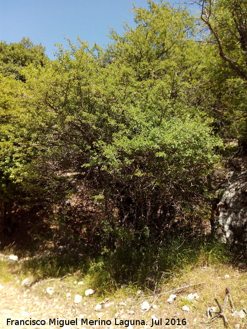 Barranco de la Caada de las Fuentes - Barranco de la Caada de las Fuentes. Ejemplar de majuelo