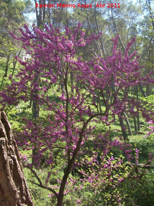 Arbol del amor - Arbol del amor. Caada de las Hazadillas - Jan