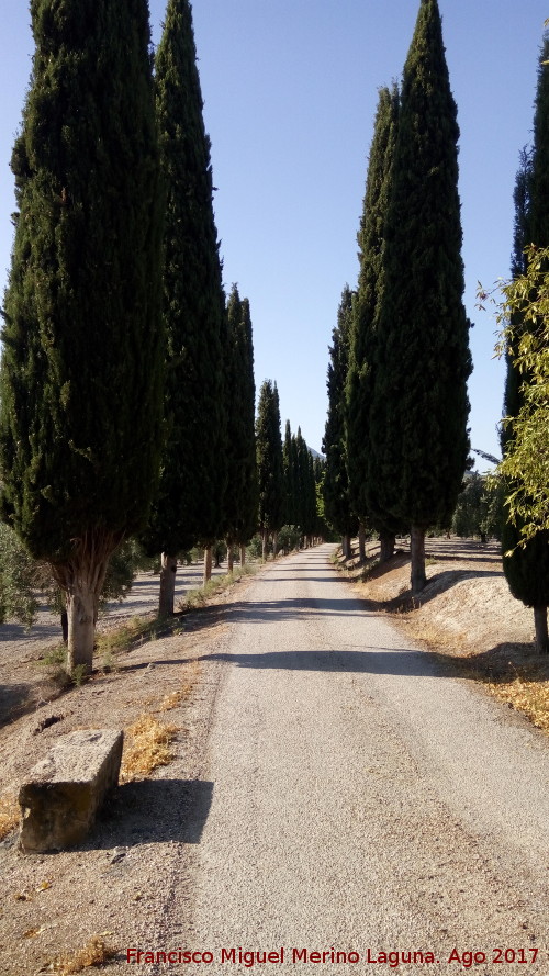 Cortijo de Vado Jan - Cortijo de Vado Jan. Camino de cipreses